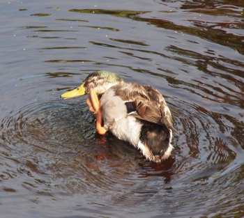 [A mallard stands on one leg in the water while he flips up the other one and bends his head down to use the claws on his foot to scratch his face.]